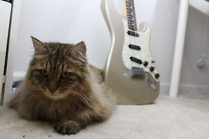 Fender American Standard Stratocaster 2001