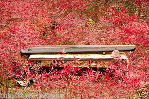 48" Professional Guqin Chinese 7-stringed zither instrument Taichi-chaos #4061