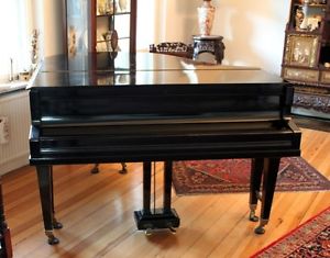 668 K Flügel Schimmel schwarz 153 lang